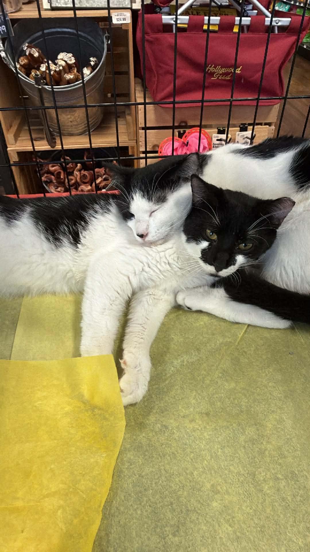 Enlarge Smudge and Julo, a ADOPTABLE Domestic Short Hair in Charlotte, NC image 2/6
