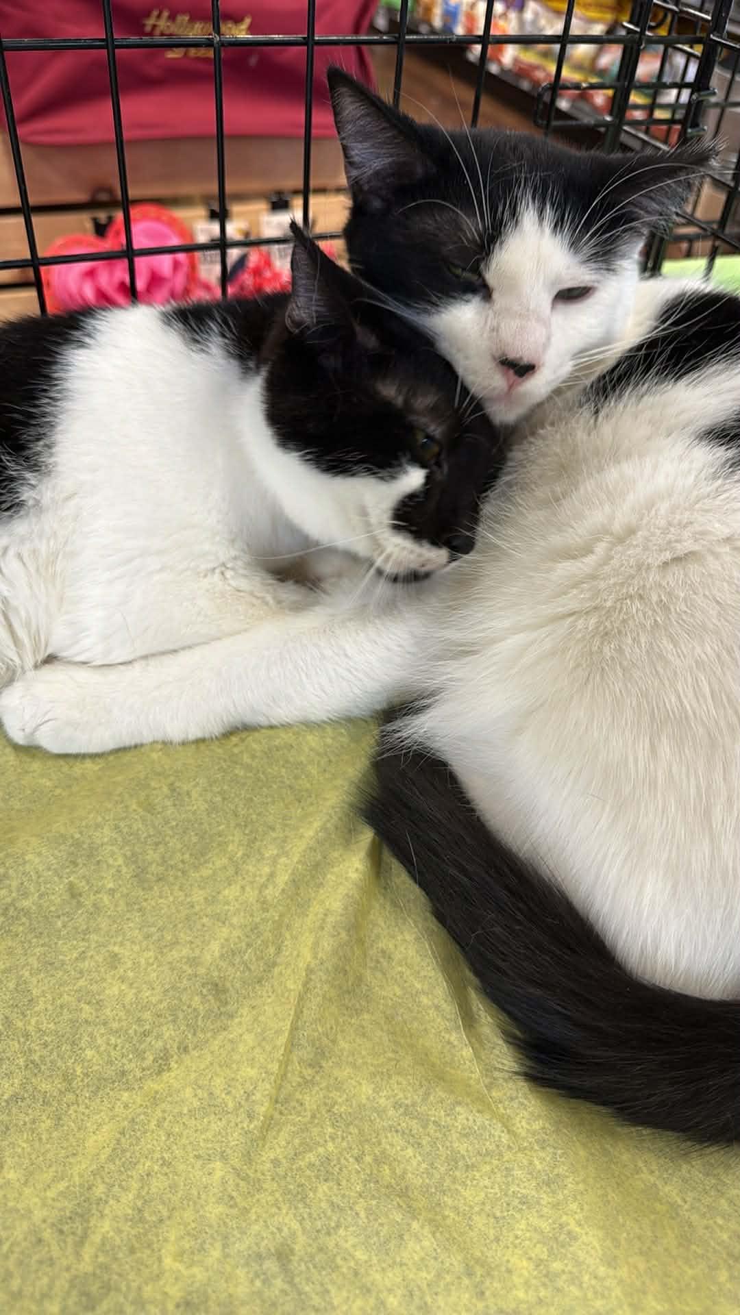 Enlarge Smudge and Julo, a ADOPTABLE Domestic Short Hair in Charlotte, NC image 3/6