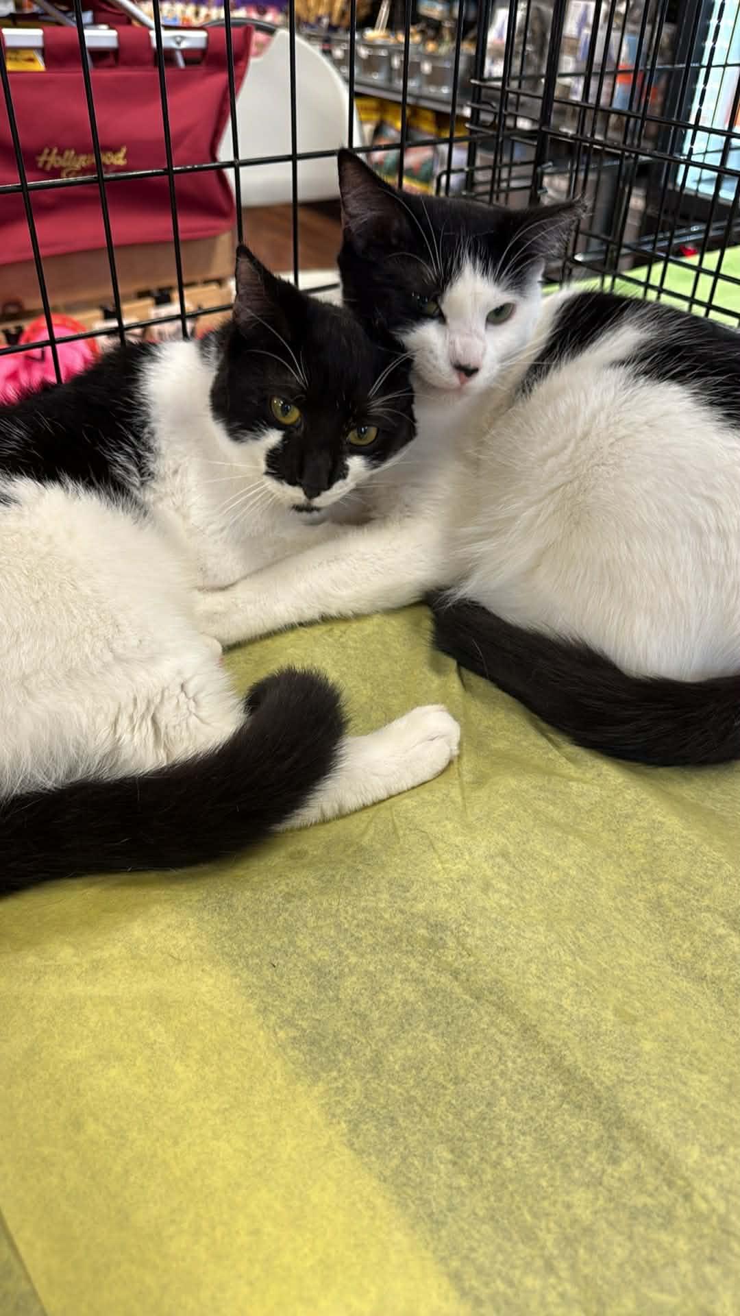 Smudge and Julo, ADOPTABLE, Young Male Domestic Short Hair.