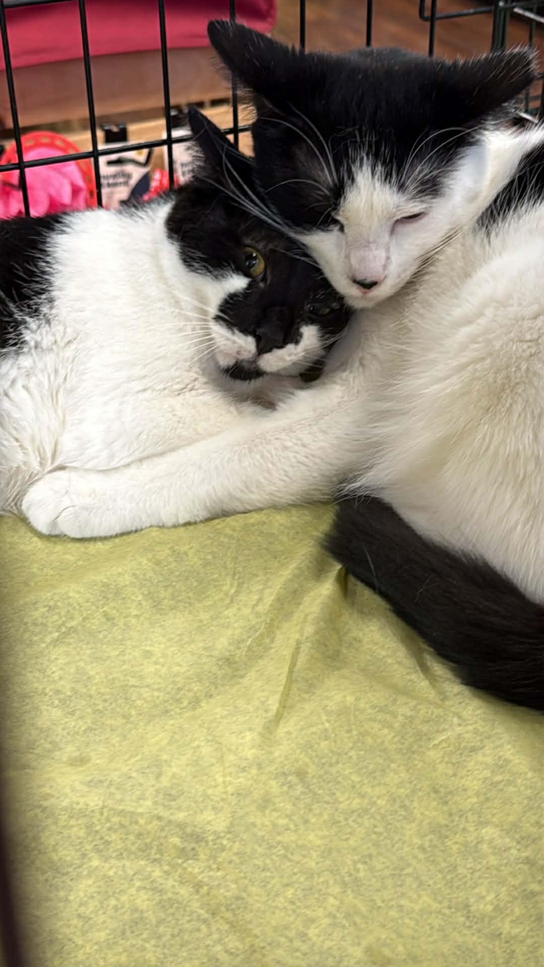 Enlarge Smudge and Julo, a ADOPTABLE Domestic Short Hair in Charlotte, NC image 6/6