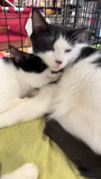 Enlarge Smudge and Julo, a ADOPTABLE Domestic Short Hair in Charlotte, NC video 4/6