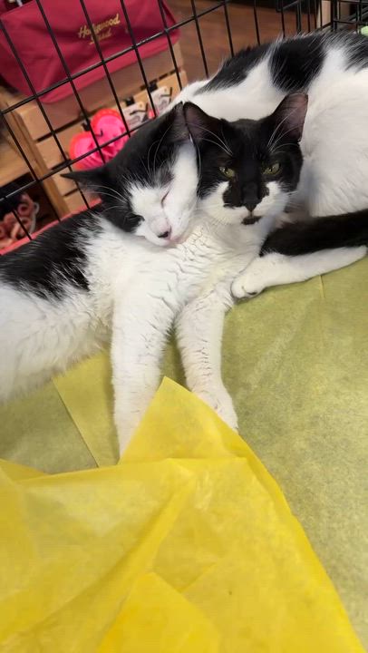 Enlarge Smudge and Julo, a ADOPTABLE Domestic Short Hair in Charlotte, NC video 5/6