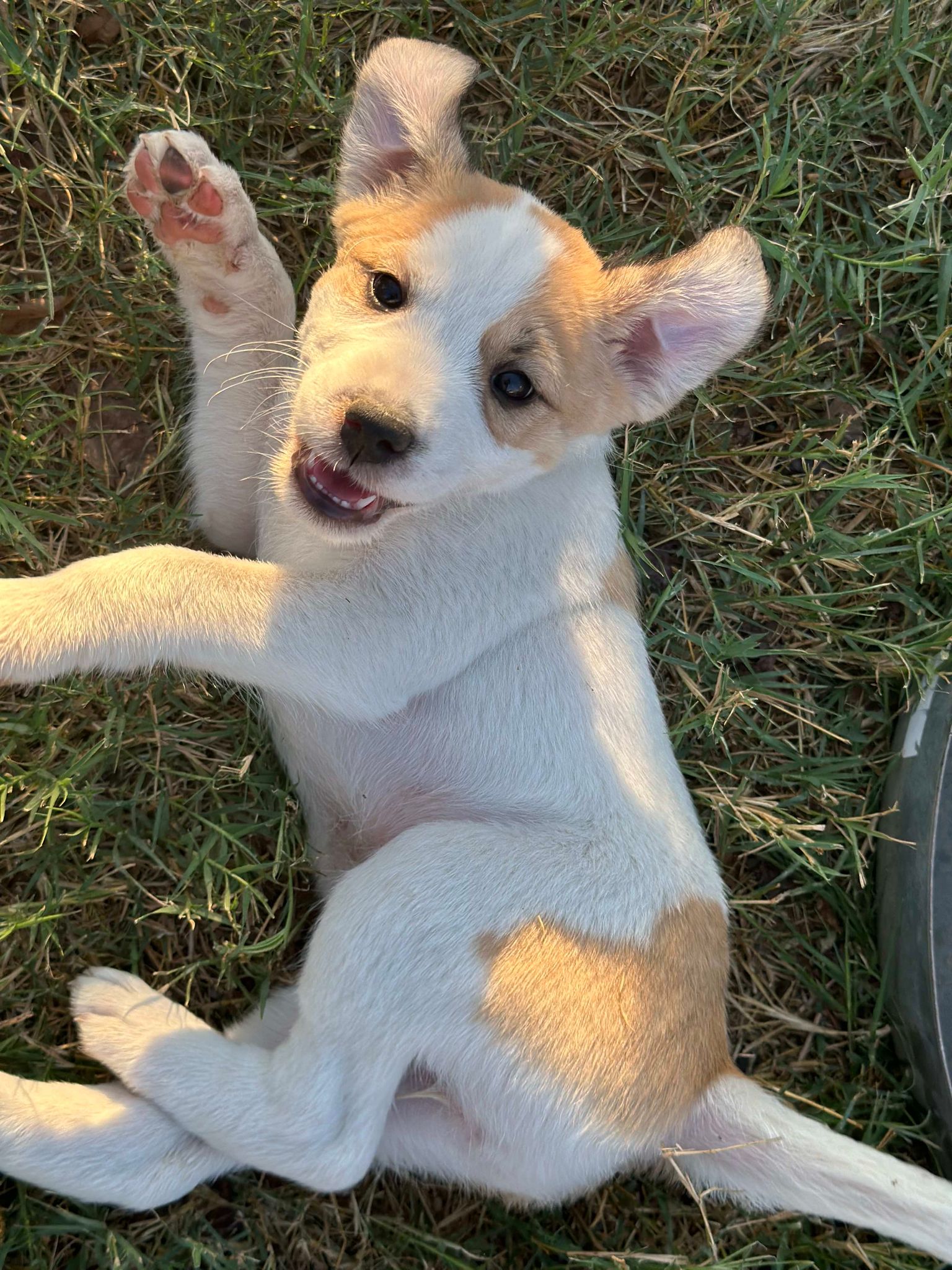 Dog for adoption Marley Hamilton, an Australian Shepherd & Parson