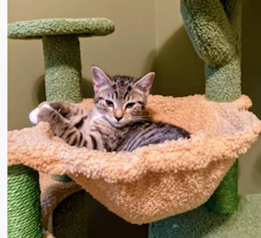 Enlarge Dawn, a Adoptable Tabby in Denver, NC image 1/1