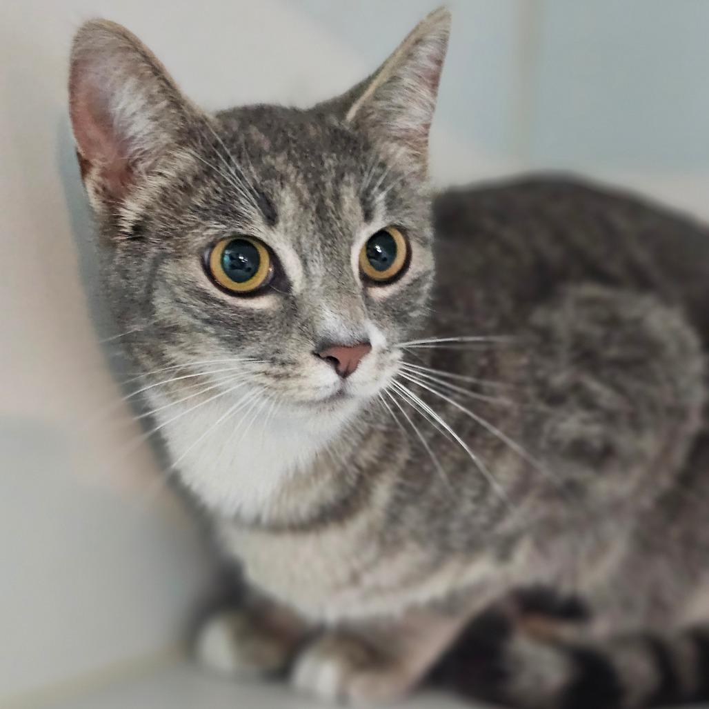 Serenity, Adoptable, Adult Female Domestic Short Hair.