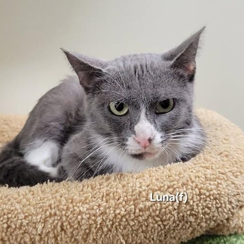 Luna