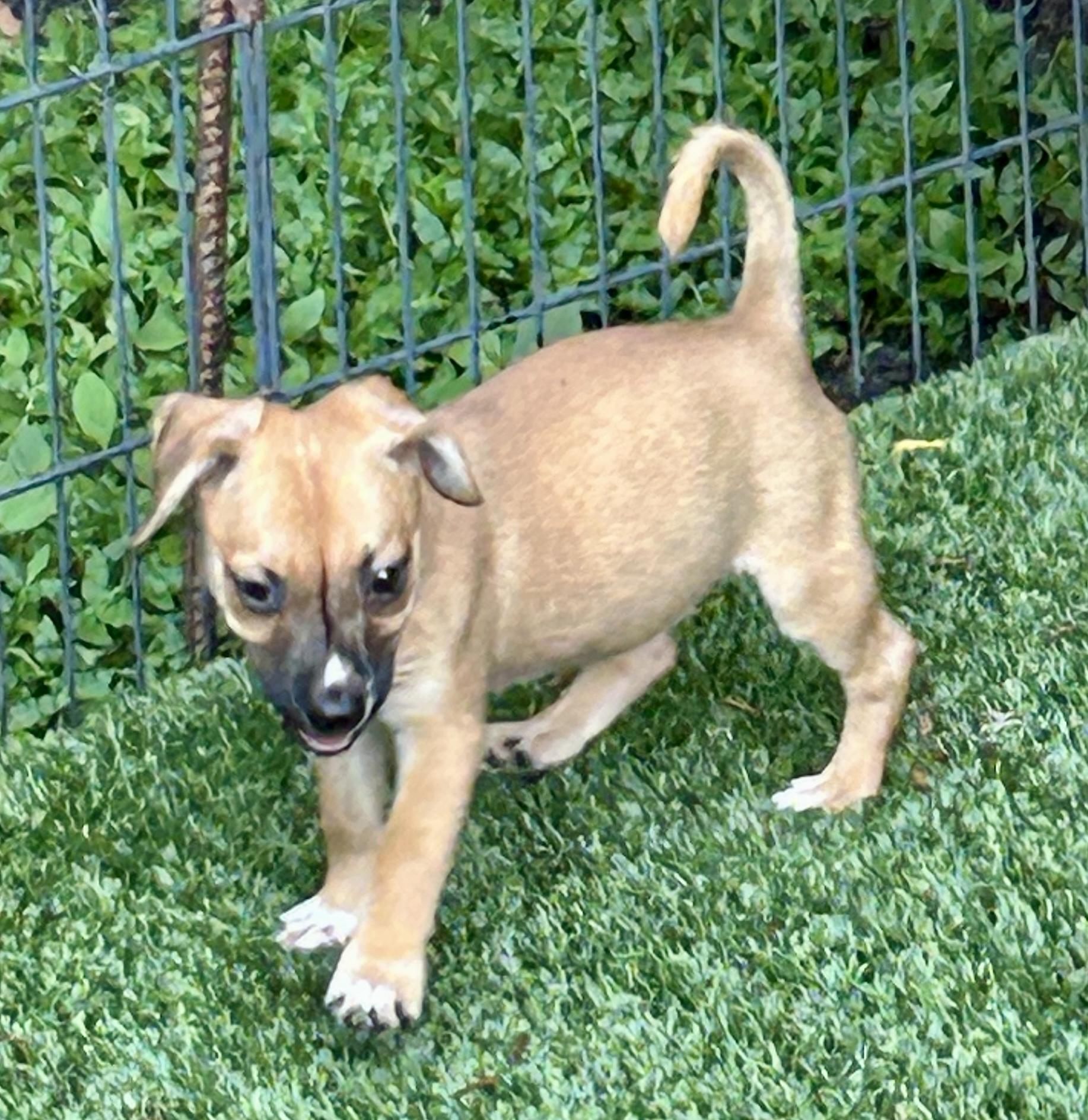Enlarge Dottie, an adopted Terrier in Sarasota, FL image 2/2