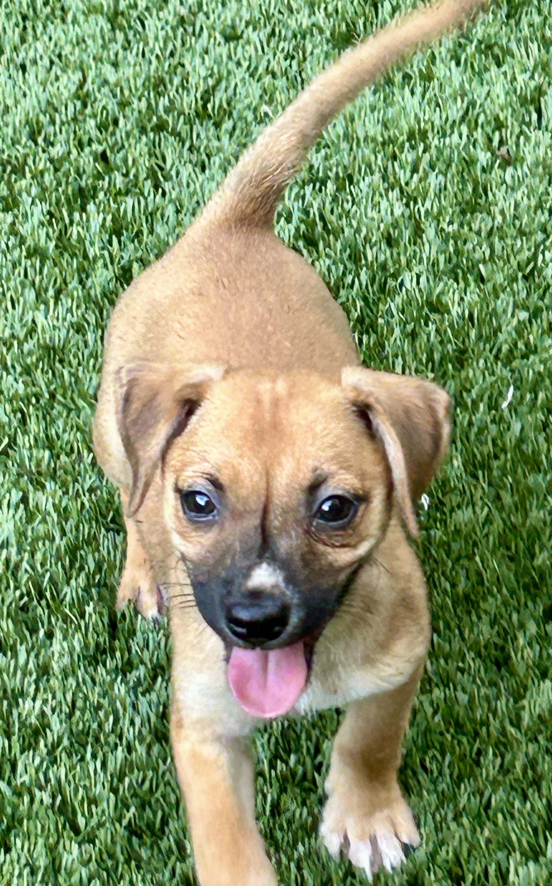 Enlarge Dottie, an adopted Terrier in Sarasota, FL image 1/2