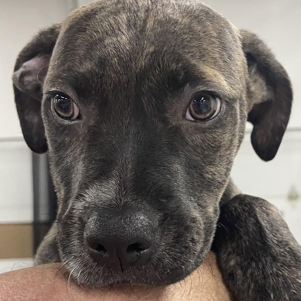 Enlarge Bert, a Adoptable Mixed Breed in Pulaski, TN image 1/1