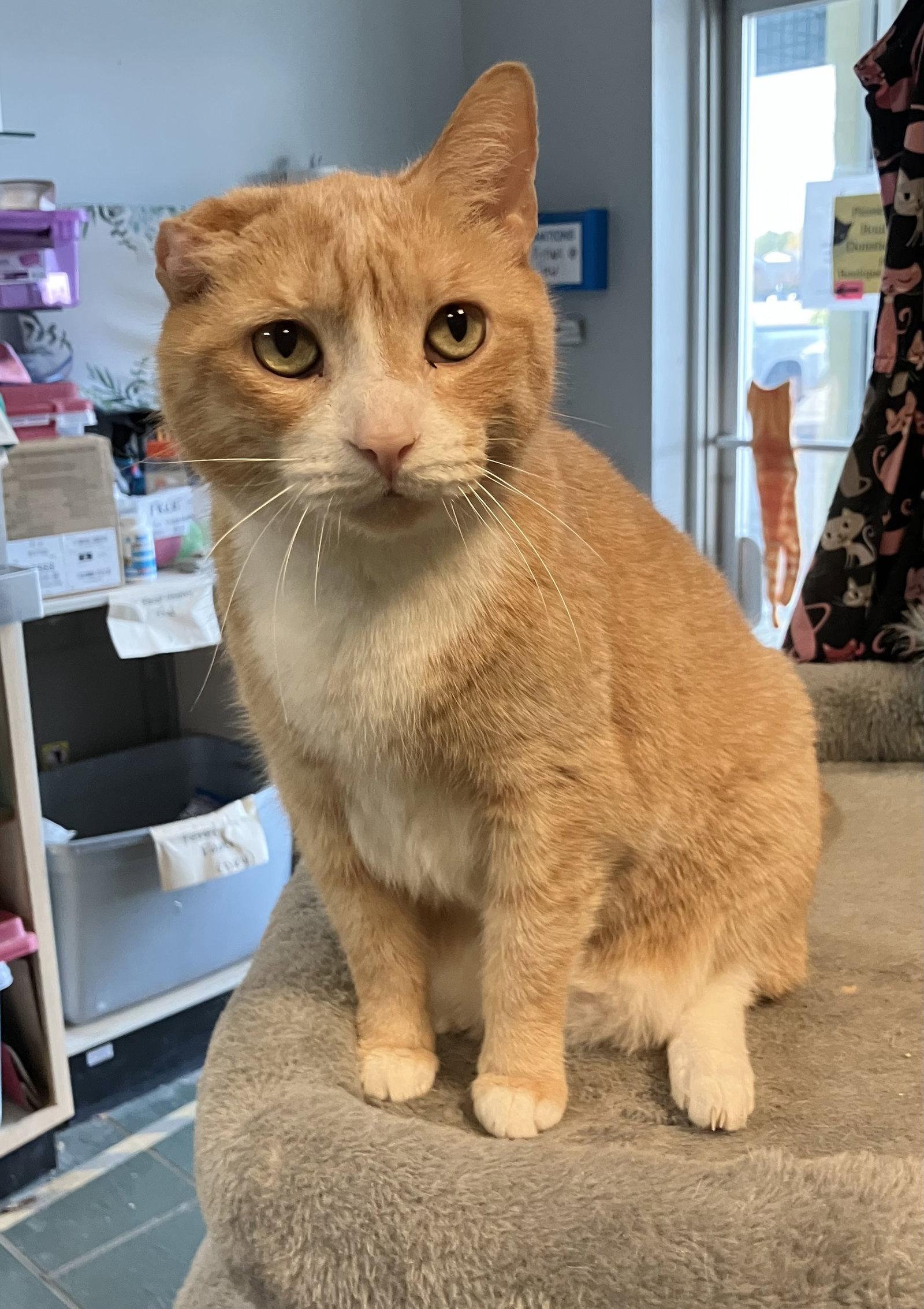 Arlo - KBC, Adoptable, Adult Male Domestic Short Hair.