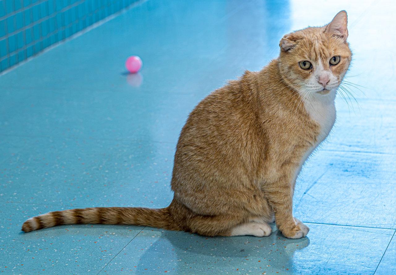 Arlo - KBC, a Adoptable Domestic Short Hair in Dublin, OH image 2/3