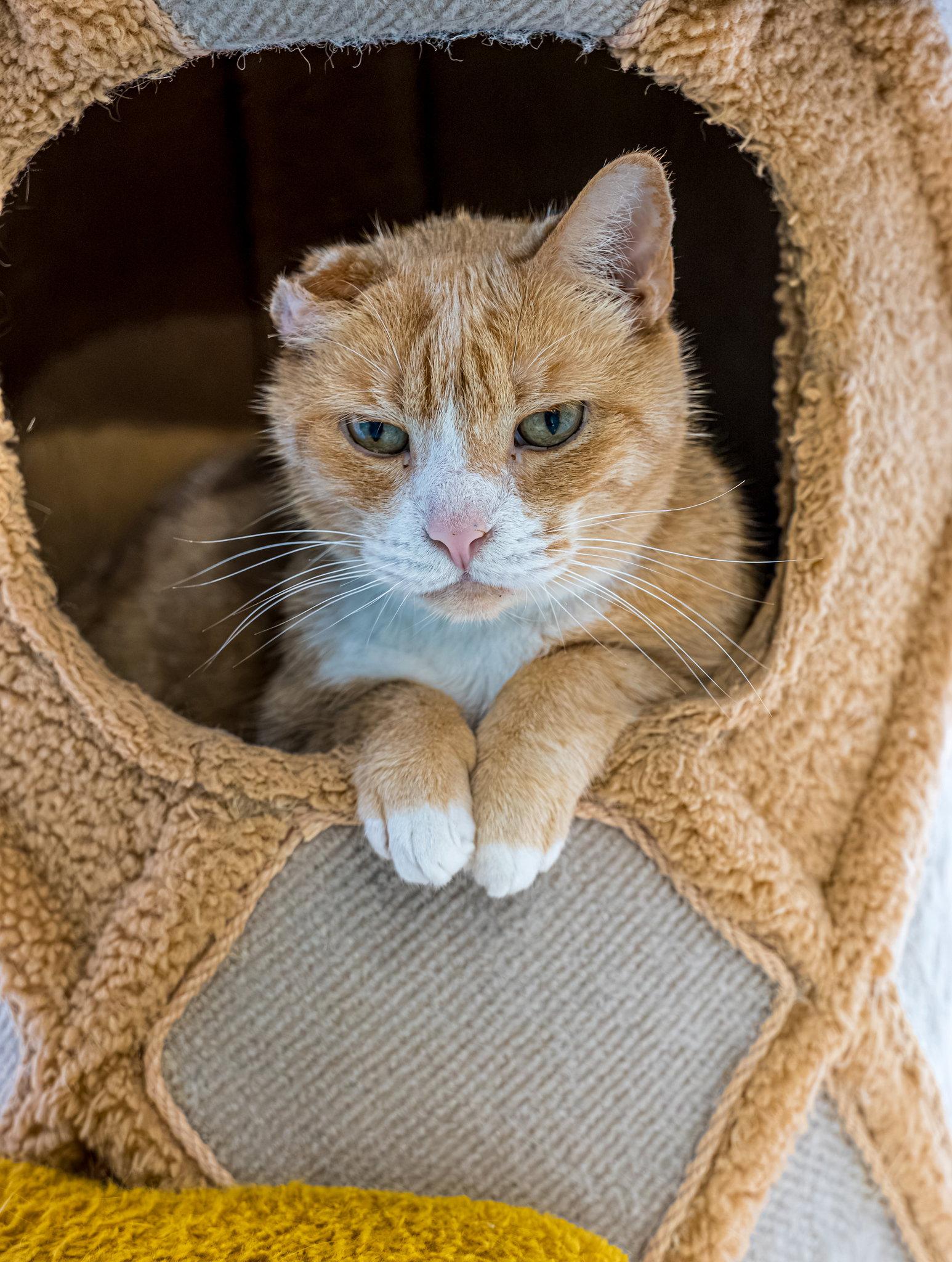 Arlo - KBC, a Adoptable Domestic Short Hair in Dublin, OH image 3/3