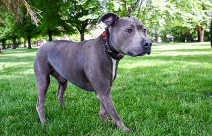 Titan Sr., Adoptable, Senior Male Pit Bull Terrier & Mixed Breed.
