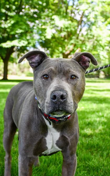 Enlarge Titan Sr., a Adoptable mixed breed in Yakima, WA image 2/3