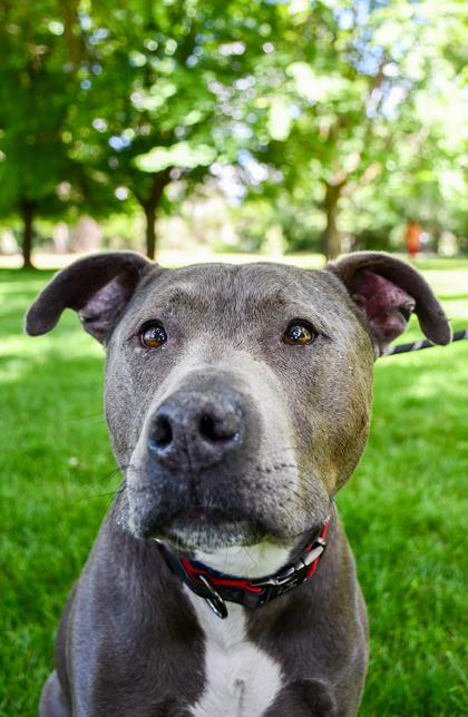 Enlarge Titan Sr., a Adoptable mixed breed in Yakima, WA image 3/3