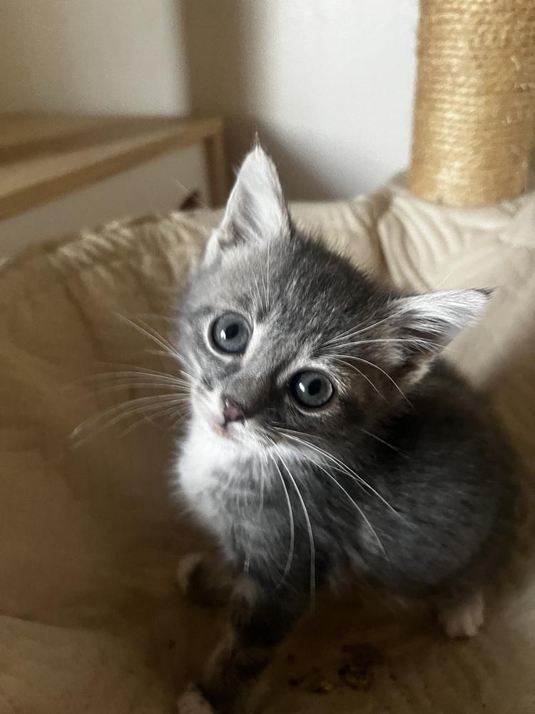 Tansy, Adopted, Kitten Female Domestic Short Hair.