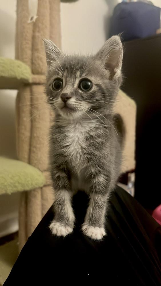 Tansy, a Adopted Domestic Short Hair in Wheaton, IL image 3/4