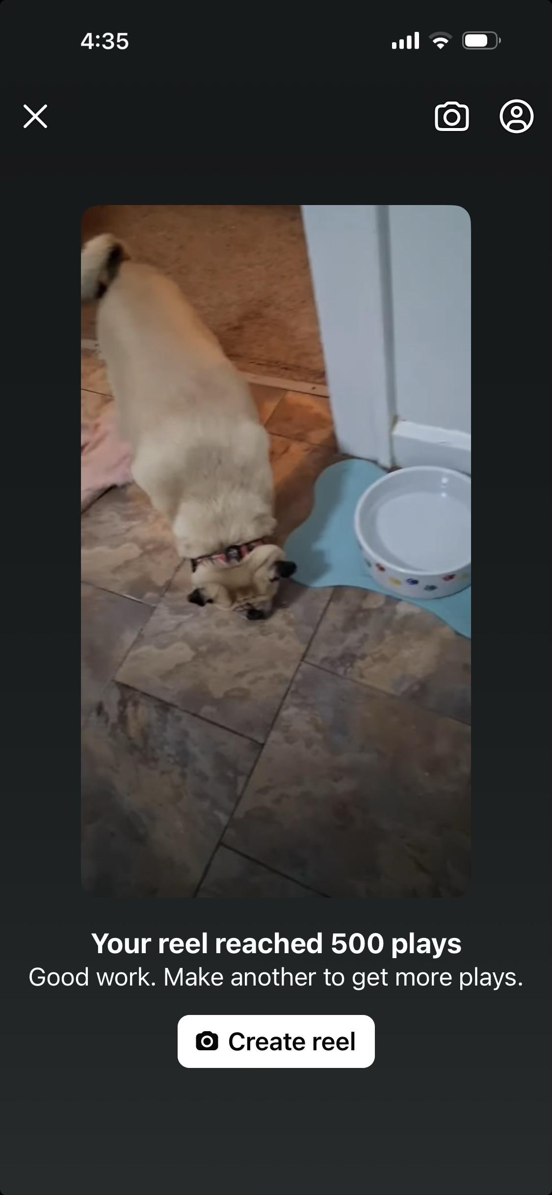 Douglas , adopted, Senior Male Puggle.