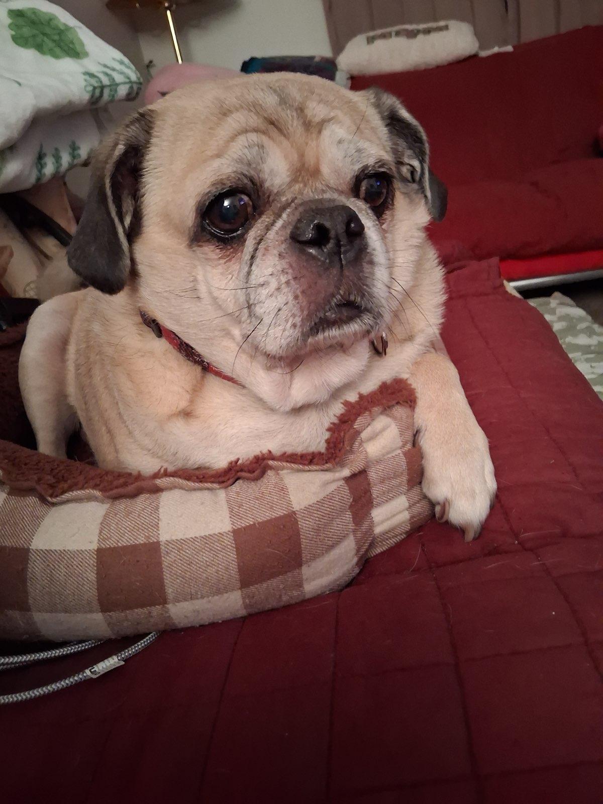 Enlarge Douglas , an adopted Puggle in Indianapolis, IN image 2/4