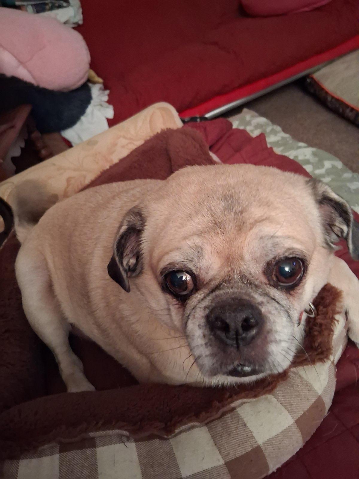 Douglas , adopted, Senior Male Puggle.