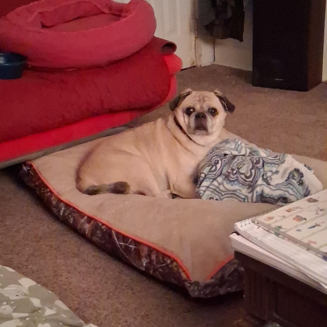 Enlarge Douglas , an adopted Puggle in Indianapolis, IN image 4/4