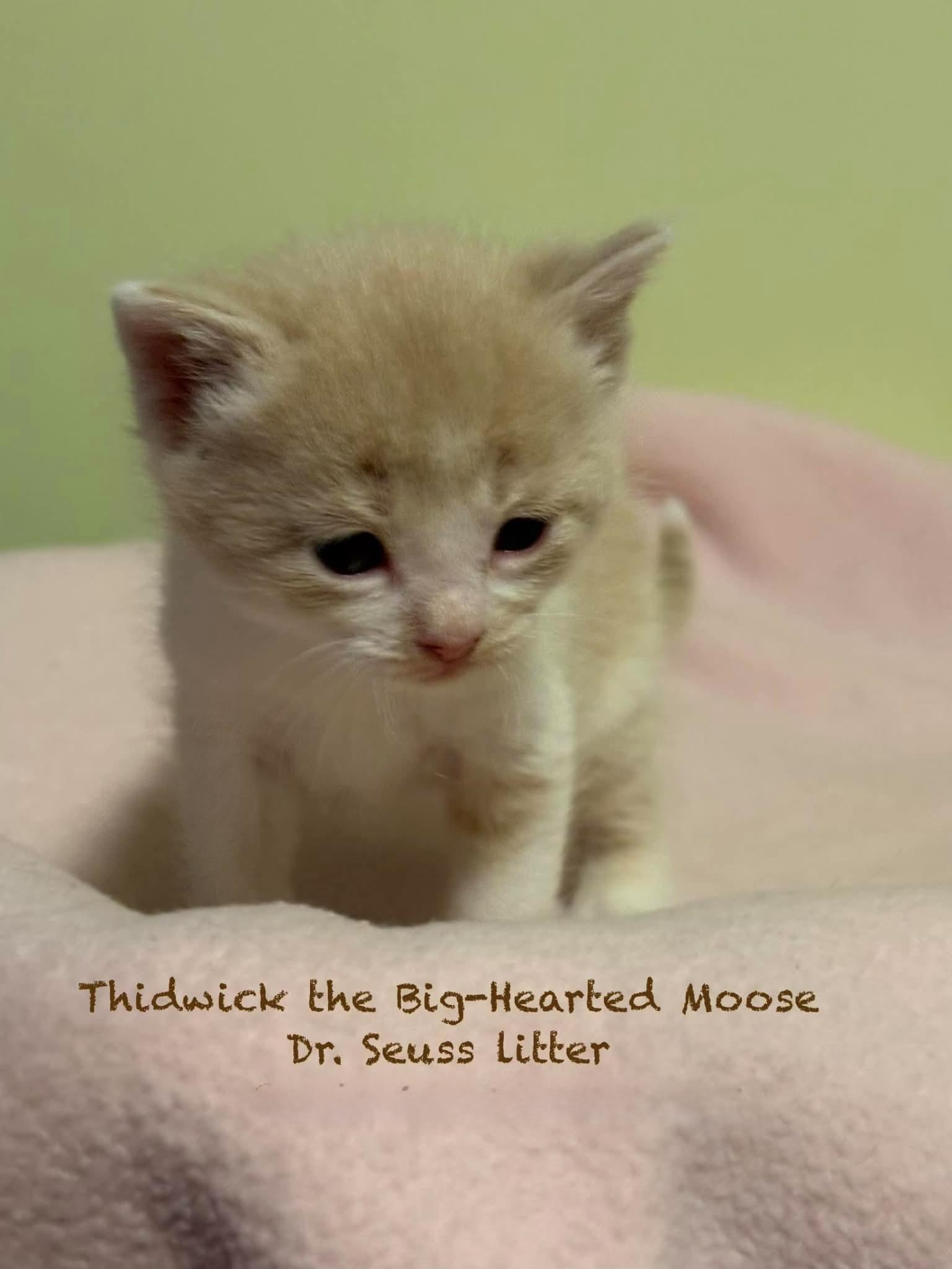 Thidwick the Big-Hearted Moose, a Adoptable Domestic Short Hair in New Hartford, NY image 2/2