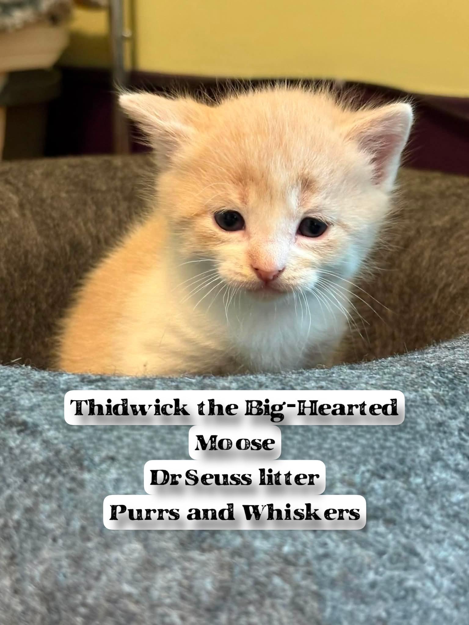 Thidwick the Big-Hearted Moose, Adoptable, Kitten Male Domestic Short Hair.