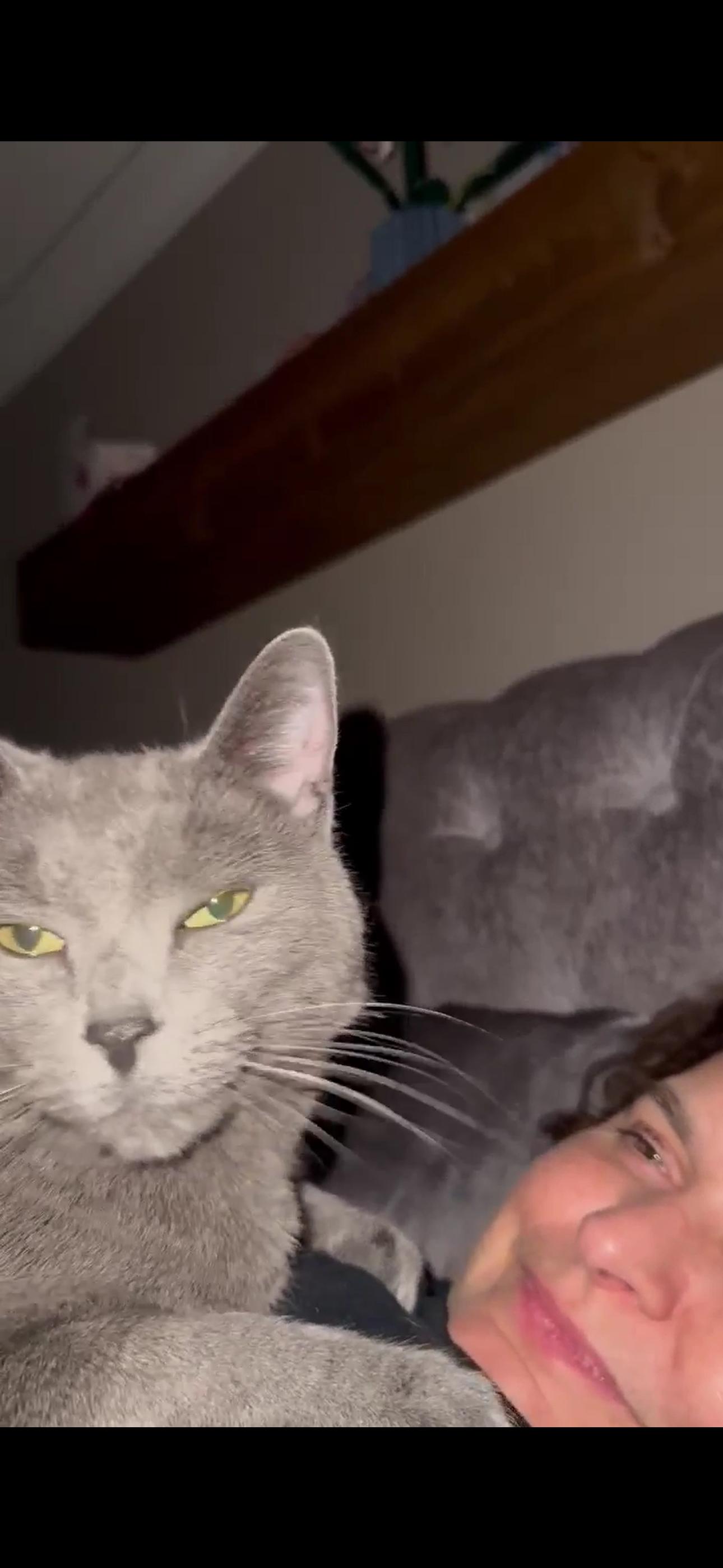 Enlarge Fiana, a Adoptable mixed breed in Newmarket, ON image 2/6