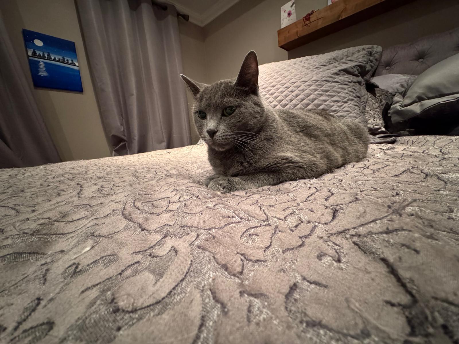 Enlarge Fiana, a Adoptable mixed breed in Newmarket, ON image 3/6