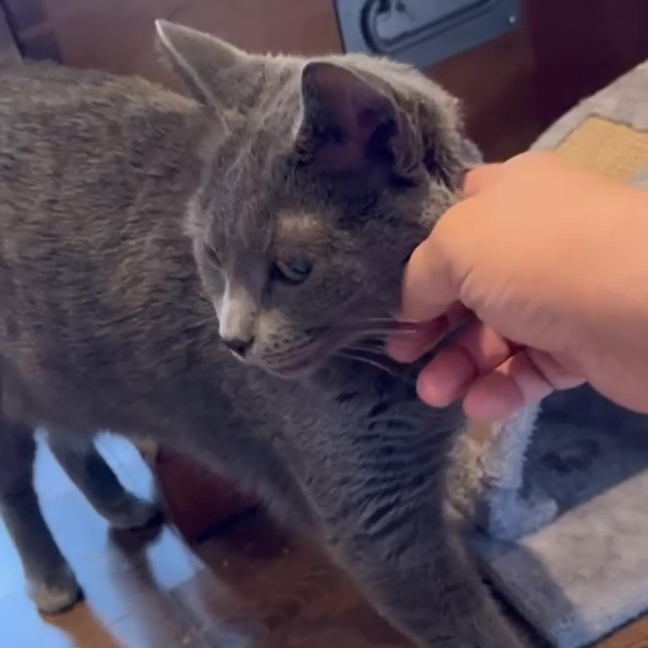 Enlarge Fiana, a Adoptable mixed breed in Newmarket, ON image 4/6