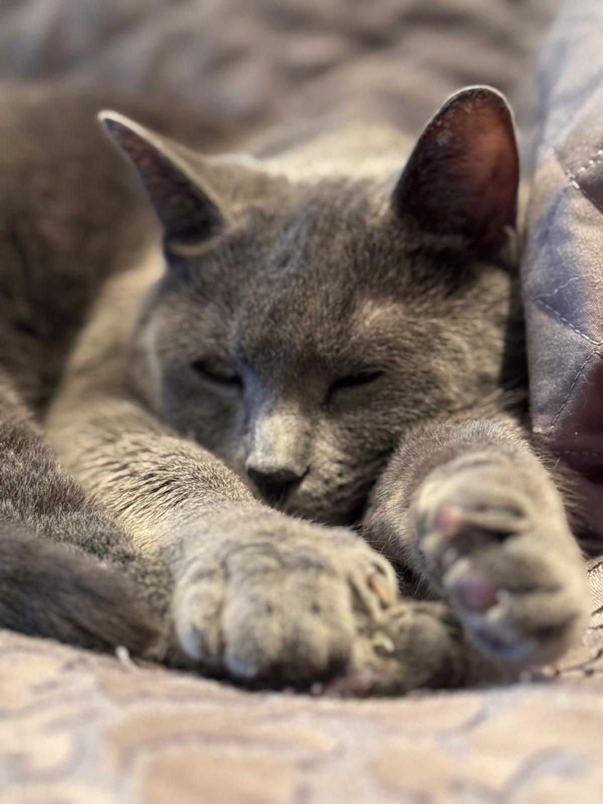 Fiana, Adoptable, Young Female Russian Blue.