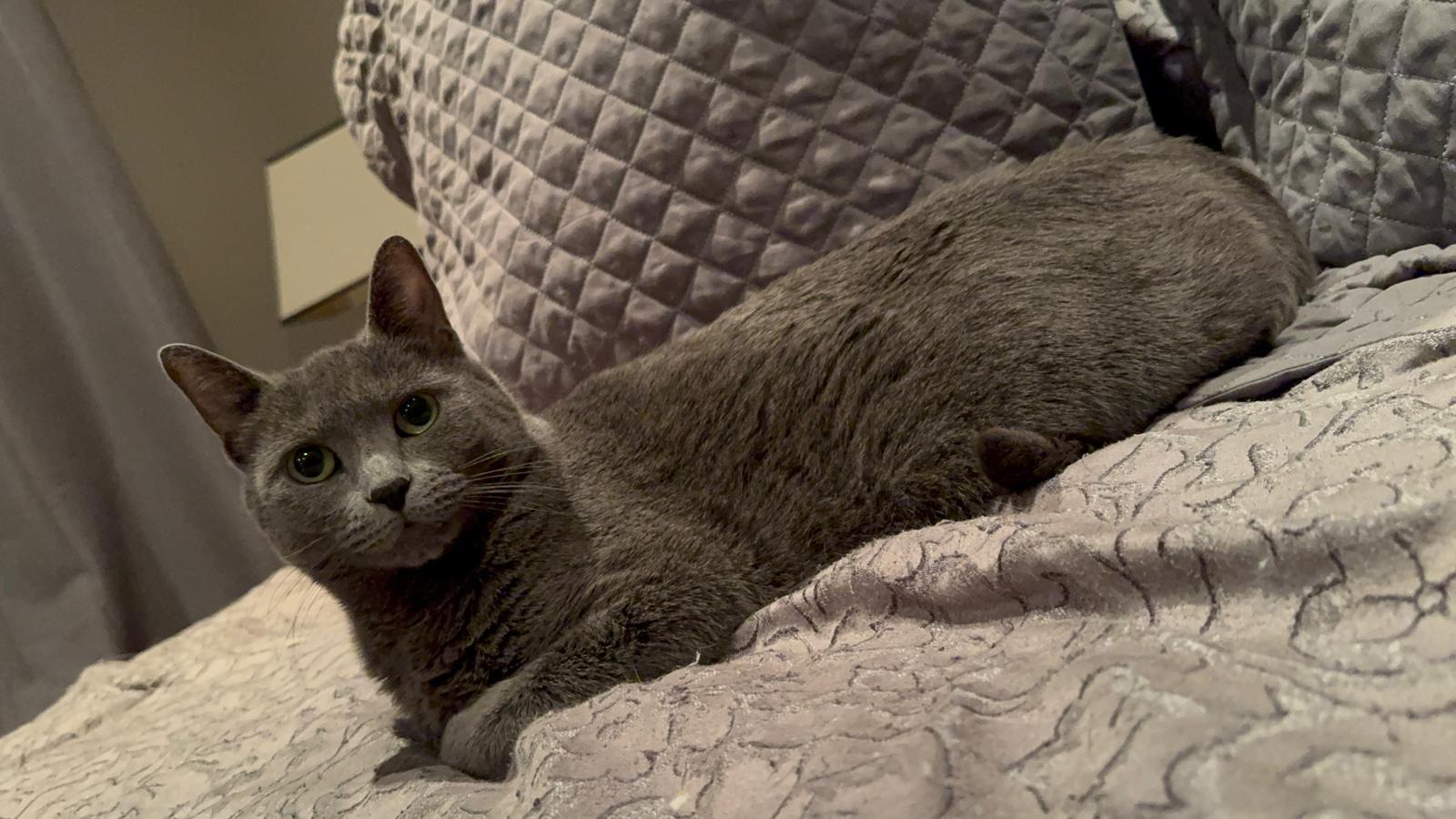 Enlarge Fiana, a Adoptable mixed breed in Newmarket, ON image 5/6