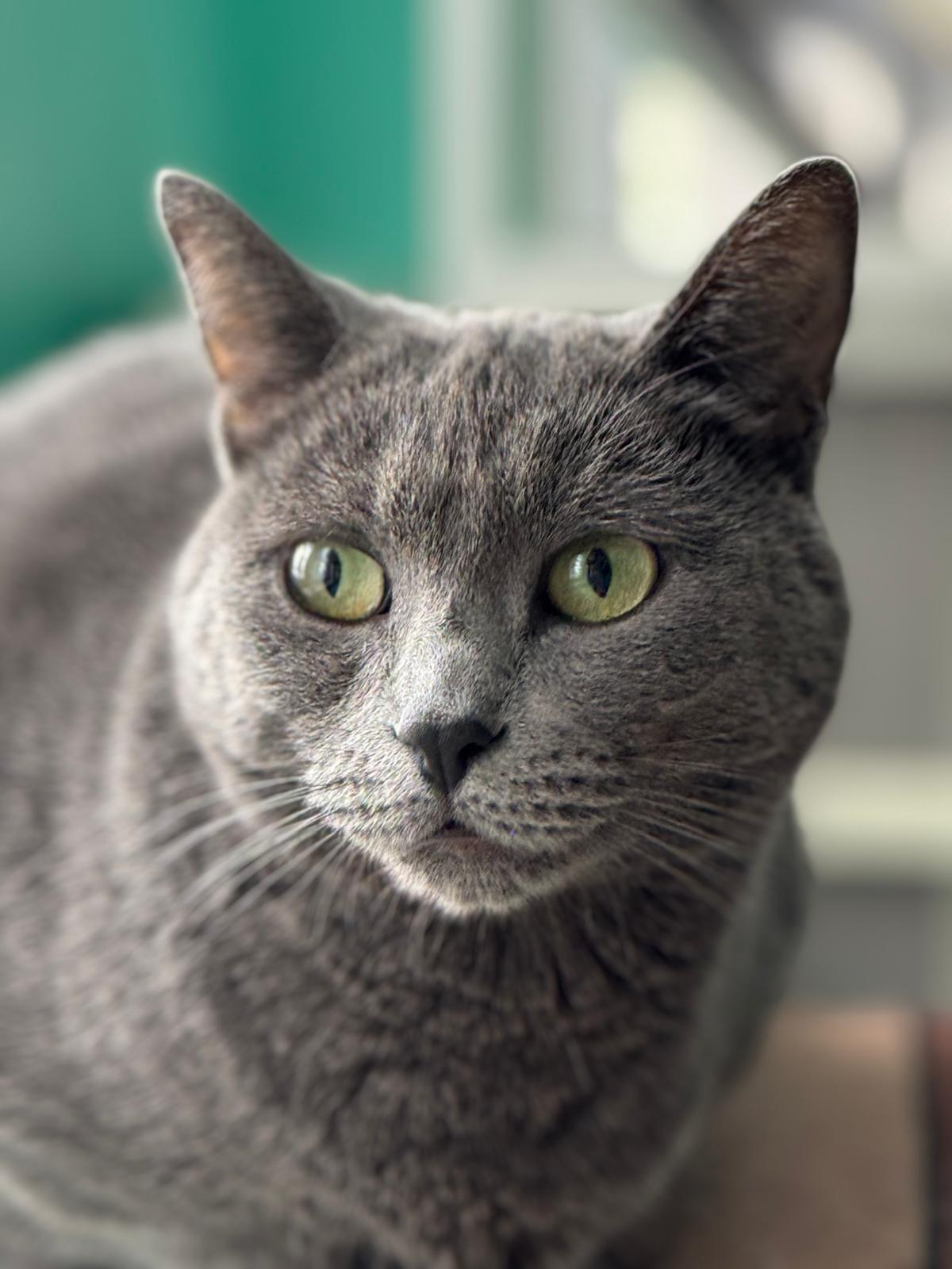 Enlarge Fiana, a Adoptable mixed breed in Newmarket, ON image 6/6