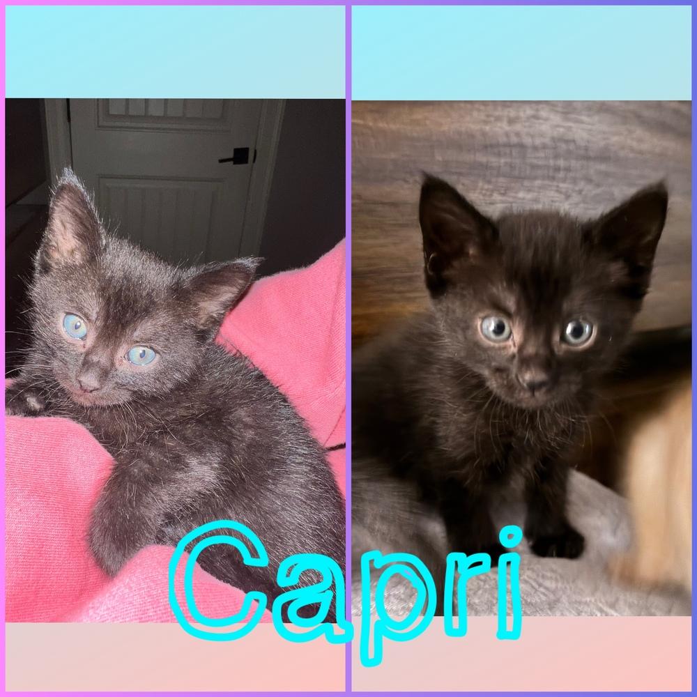 Capri photo