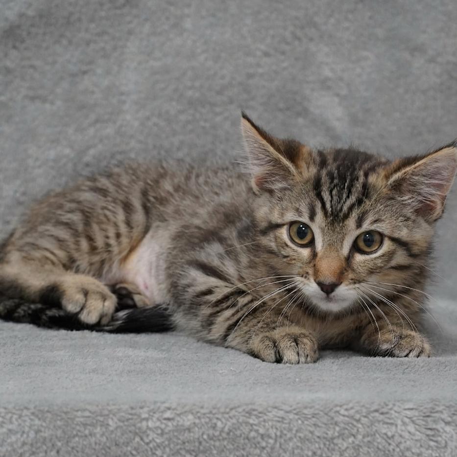 Enlarge Queen (Courtesy Post), a Adoptable Domestic Short Hair in Sunnyvale, CA image 1/1