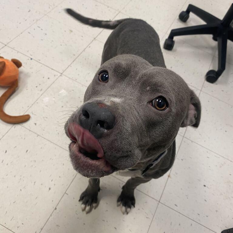 Servine, Adoptable, Adult Male Mixed Breed.