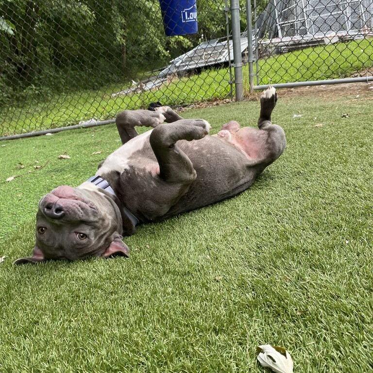 Enlarge Servine, a Adoptable Mixed Breed in Davenport, IA image 2/5