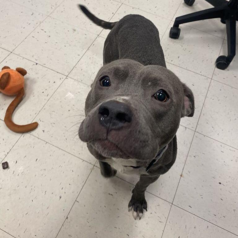 Enlarge Servine, a Adoptable Mixed Breed in Davenport, IA image 3/5