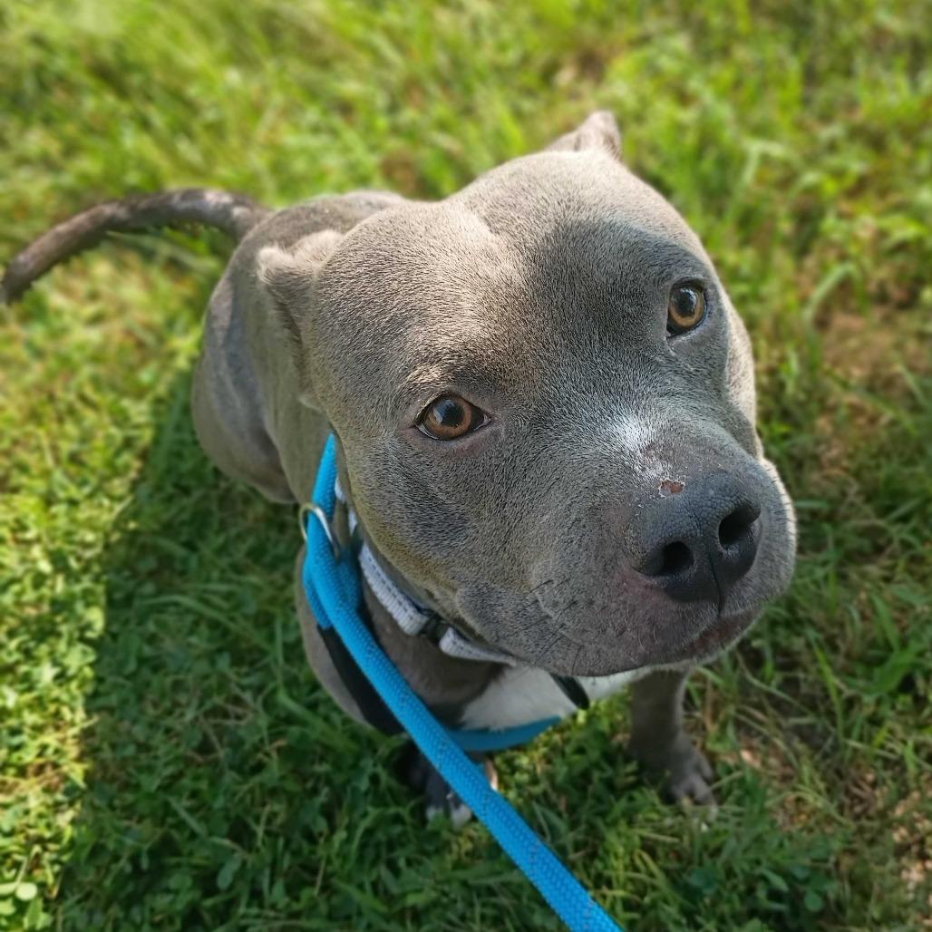 Enlarge Servine, a Adoptable Mixed Breed in Davenport, IA image 5/5