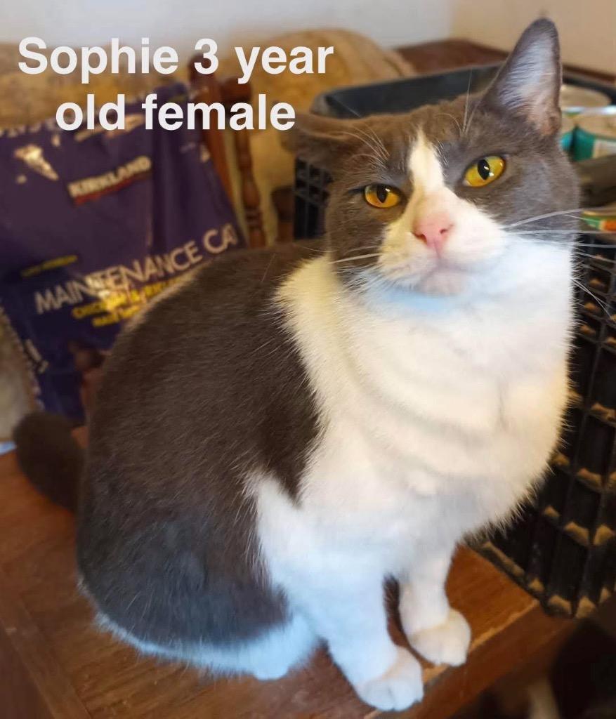 Enlarge Sophie, a Adopted mixed breed in Mustang, OK image 1/1