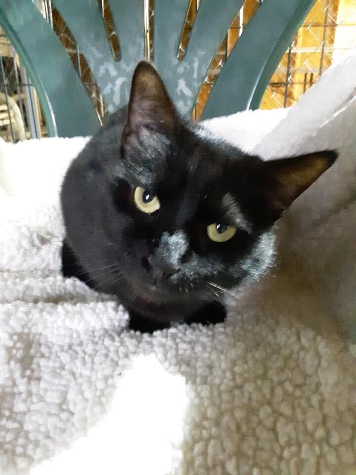 Sammy , a Adoptable Domestic Short Hair in Greensboro, NC image 1/2