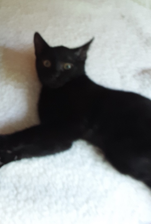 Sammy , a Adoptable Domestic Short Hair in Greensboro, NC image 2/2