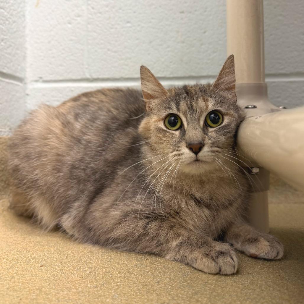 Enlarge Sandy, a Adoptable Domestic Short Hair in Fredericksburg, VA image 3/4