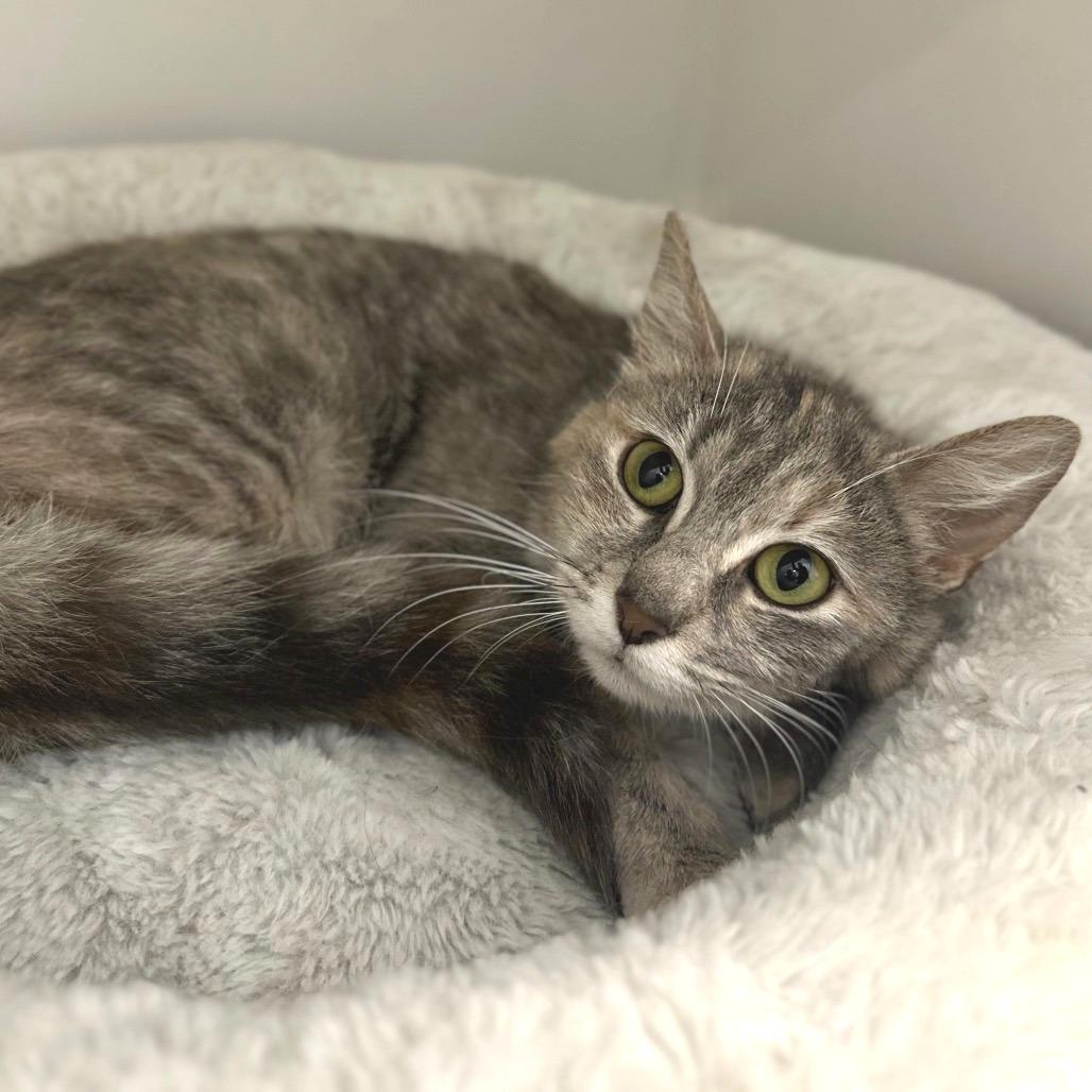 Enlarge Sandy, a Adoptable Domestic Short Hair in Fredericksburg, VA image 4/4