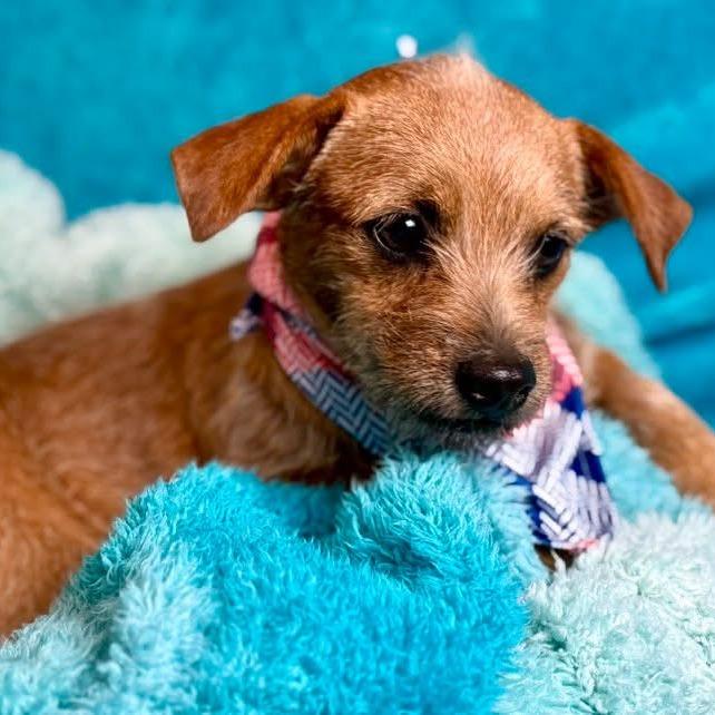 Enlarge Oslo, a Adoptable mixed breed in Austin, TX image 4/5