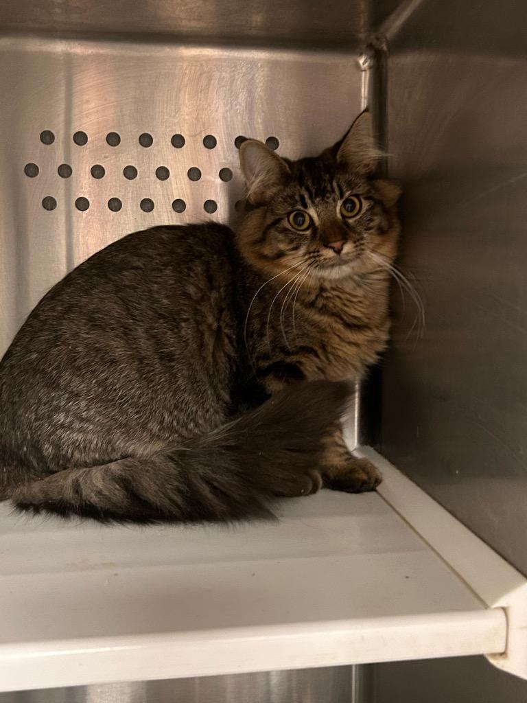 Breaker, Adoptable, Young Female Domestic Short Hair.