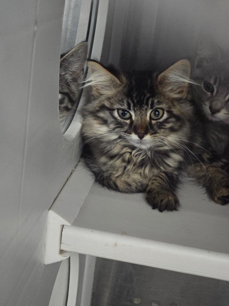 Breaker, Adoptable, Young Female Domestic Short Hair.