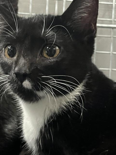 LUNA, Adoptable, Kitten Female Domestic Short Hair.