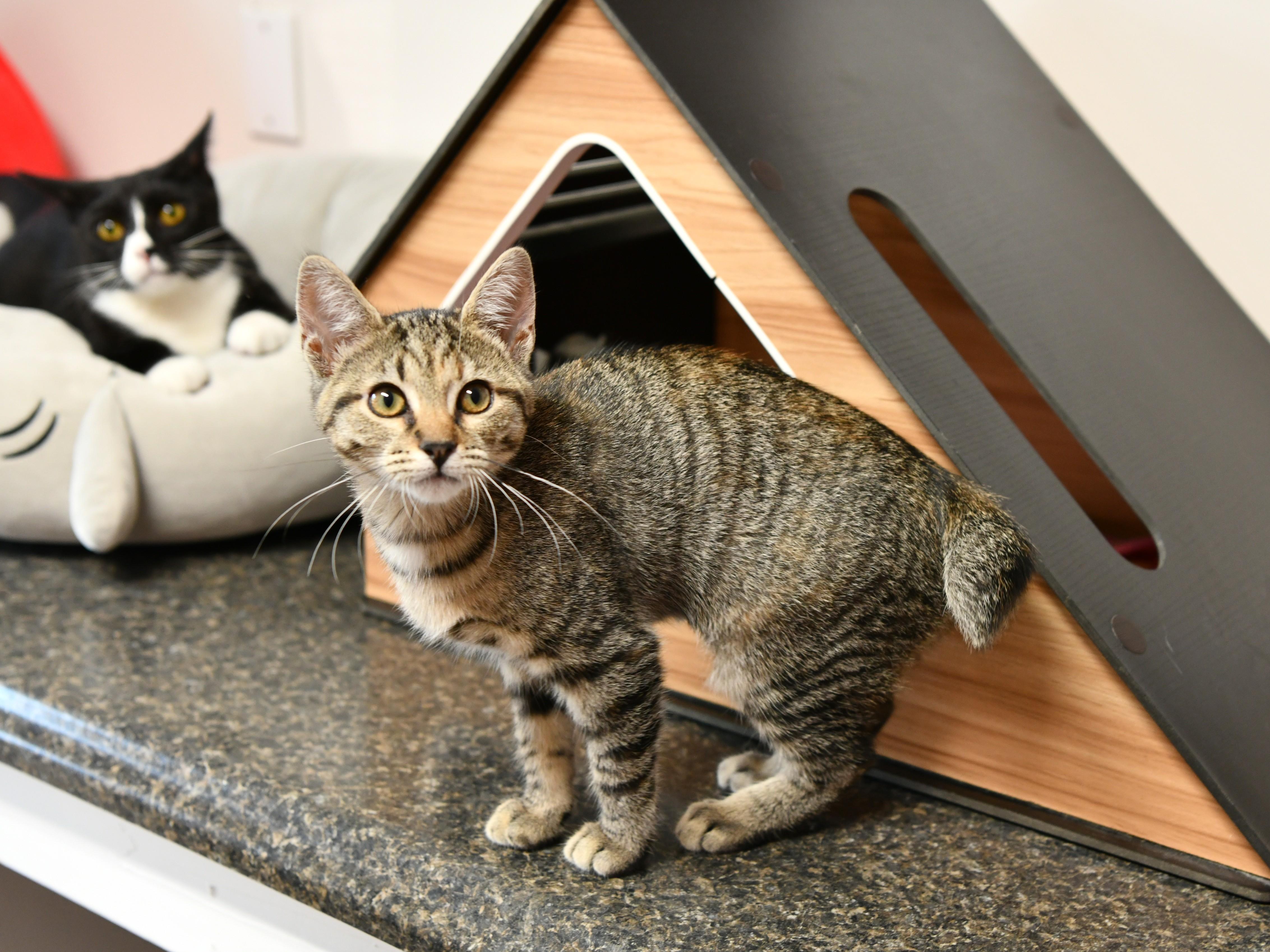 Enlarge Brittany, a ADOPTABLE Domestic Short Hair in Fairhope, AL image 1/1