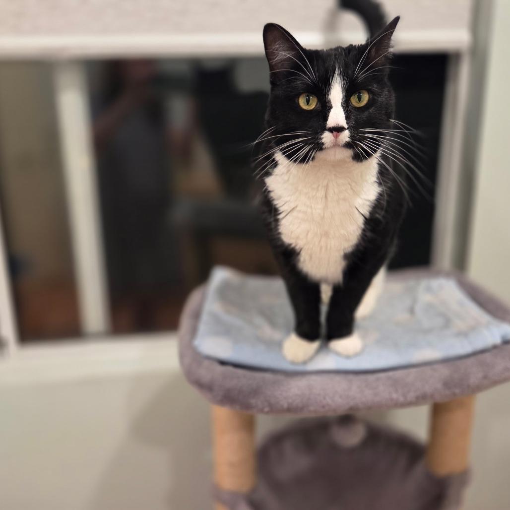 Harriet, Adoptable, Adult Female Domestic Short Hair.